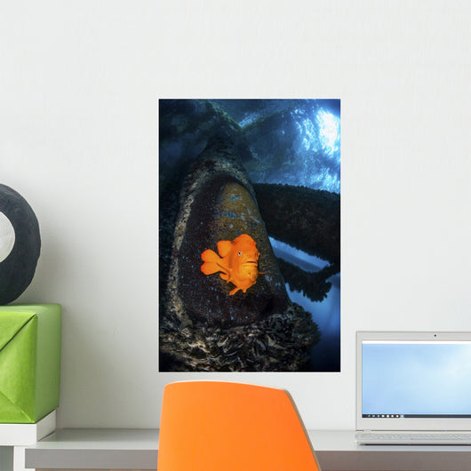 Garibaldi Guards Its Nest Wall Decal