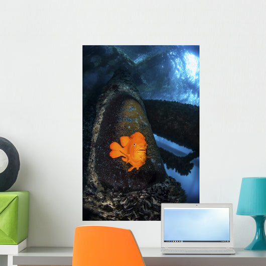 Garibaldi Guards Its Nest Wall Decal