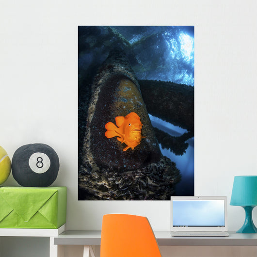 Garibaldi Guards Its Nest Wall Decal