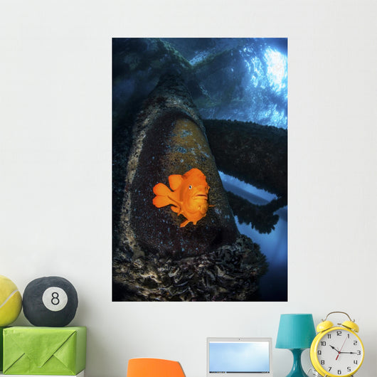 Garibaldi Guards Its Nest Wall Decal