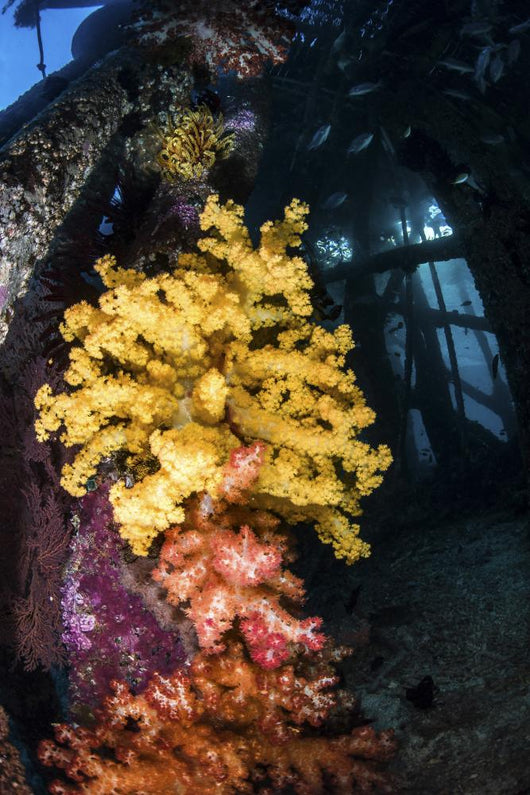 Soft Coral under Jetty Wall Decal