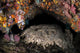 Wobbegong Shark Sleeps under Wall Decal