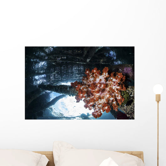 Soft Coral Grows under Wall Decal