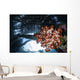 Soft Coral Grows under Wall Decal