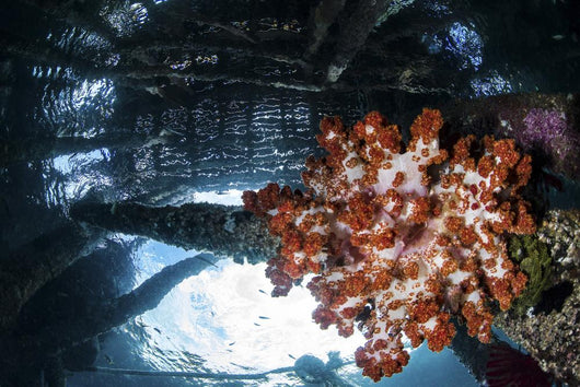 Soft Coral Grows under Wall Decal
