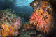 Soft Corals Coral Reef Wall Decal