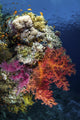 Reef Scene Red Sea Wall Decal