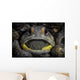 Giant Jawfish Brooding Eggs Wall Decal