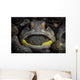 Giant Jawfish Brooding Eggs Wall Decal