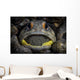 Giant Jawfish Brooding Eggs Wall Decal