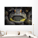 Giant Jawfish Brooding Eggs Wall Decal