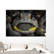 Giant Jawfish Brooding Eggs Wall Decal
