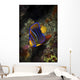Juvenile King Angelfish Sea Wall Decal