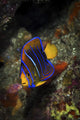 Juvenile King Angelfish Sea Wall Decal