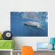 Whale Shark Sea Cortez Wall Decal