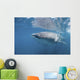 Whale Shark Sea Cortez Wall Decal