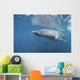 Whale Shark Sea Cortez Wall Decal