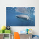 Whale Shark Sea Cortez Wall Decal