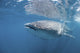 Whale Shark Sea Cortez Wall Decal