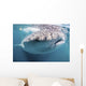 Whale Shark Sea Cortez Close-up Wall Decal