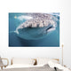 Whale Shark Sea Cortez Close-up Wall Decal
