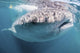 Whale Shark Sea Cortez Close-up Wall Decal