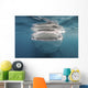 Whale Shark Feeding Plankton Wall Decal
