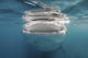 Whale Shark Feeding Plankton Wall Decal