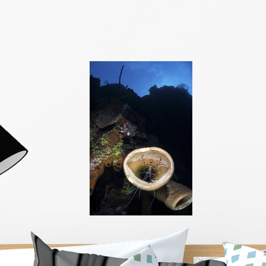 Two Banded Cleaner Shrimp Wall Decal