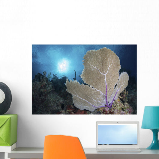 Sea Fan and Sunlight Wall Decal