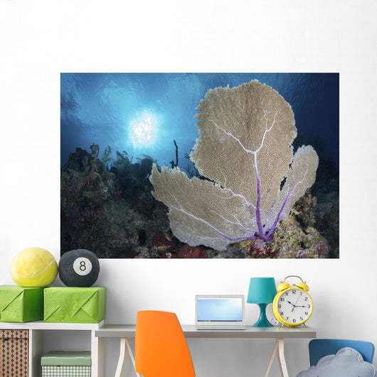 Sea Fan and Sunlight Wall Decal