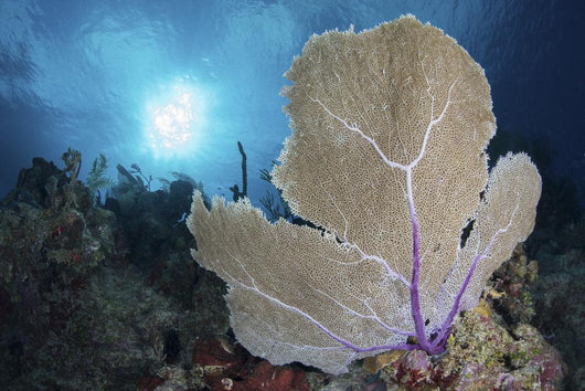 Sea Fan and Sunlight Wall Decal