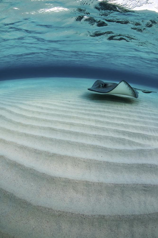 Stingray Swimming across Sand Wall Decal