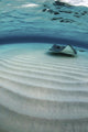 Stingray Swimming across Sand Wall Decal