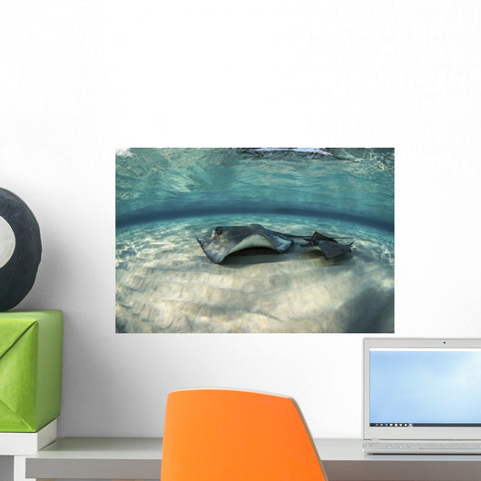 Small Stingray Shadows Larger Wall Decal