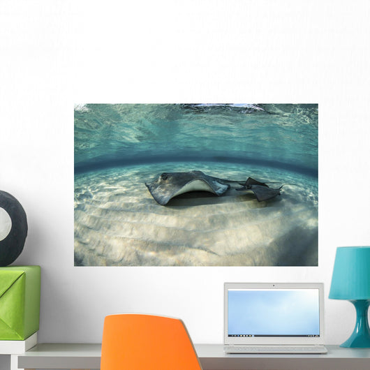 Small Stingray Shadows Larger Wall Decal