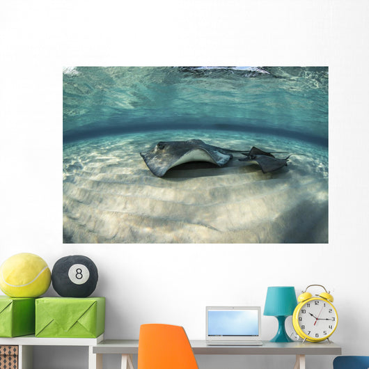 Small Stingray Shadows Larger Wall Decal