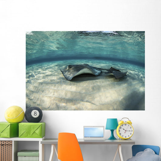Small Stingray Shadows Larger Wall Decal
