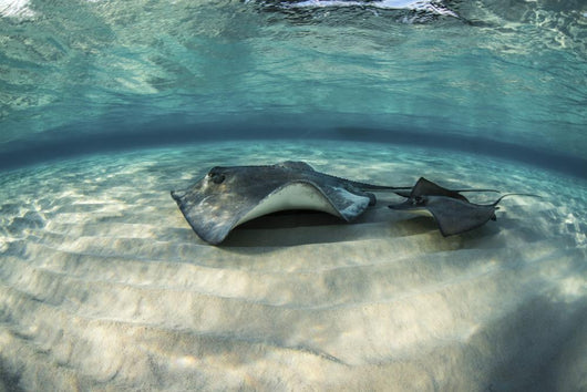 Small Stingray Shadows Larger Wall Decal