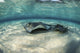 Small Stingray Shadows Larger Wall Decal
