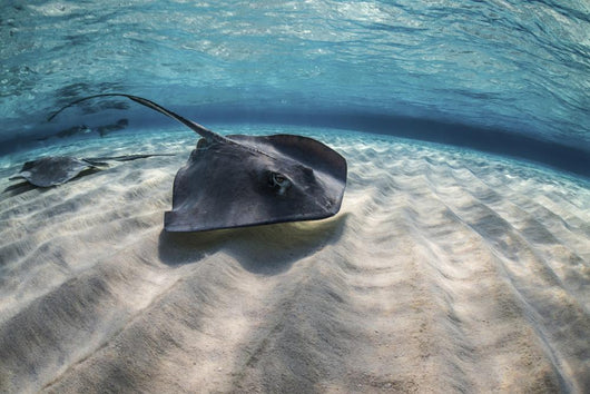 Stingrays Swimming Ocean Floor Wall Decal