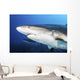 Caribbean Reef Sharks Grand Wall Decal