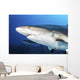 Caribbean Reef Sharks Grand Wall Decal