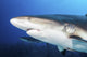 Caribbean Reef Sharks Grand Wall Decal
