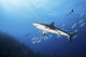 Caribbean Reef Shark Distant Wall Decal