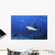 Caribbean Reef Shark Swimming Closer Wall Decal
