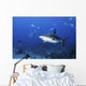 Caribbean Reef Shark Swimming Closer Wall Decal