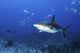 Caribbean Reef Shark Swimming Closer Wall Decal