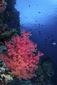 Beautiful Soft Coral Clings Wall Decal