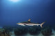 Reef Shark Swims over Wall Decal